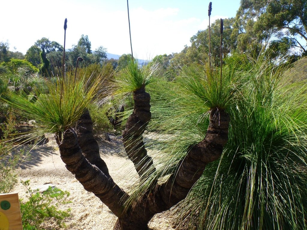 Grass Tree (Xanthorrhoea latifolia) - Ladybird Nursery