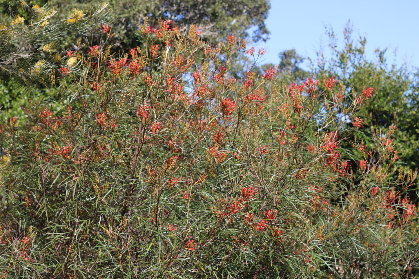 Grevillea Firesprite