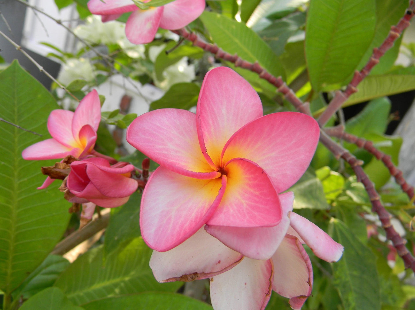 Frangipani (Plumeria rubra)