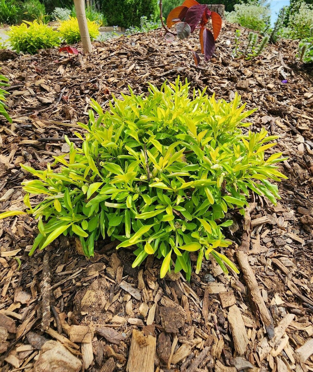Green and Gold Alternanthera (Alternanthera) - Ladybird Nursery