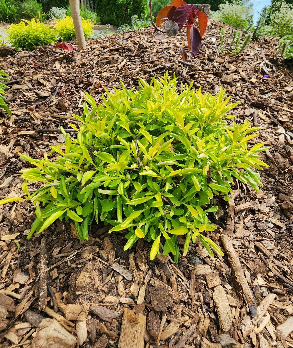 Green and Gold Alternanthera (Alternanthera)