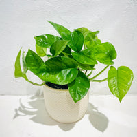 Green Queen (Epipremnum aureum)