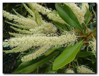 Grevillea baileyana