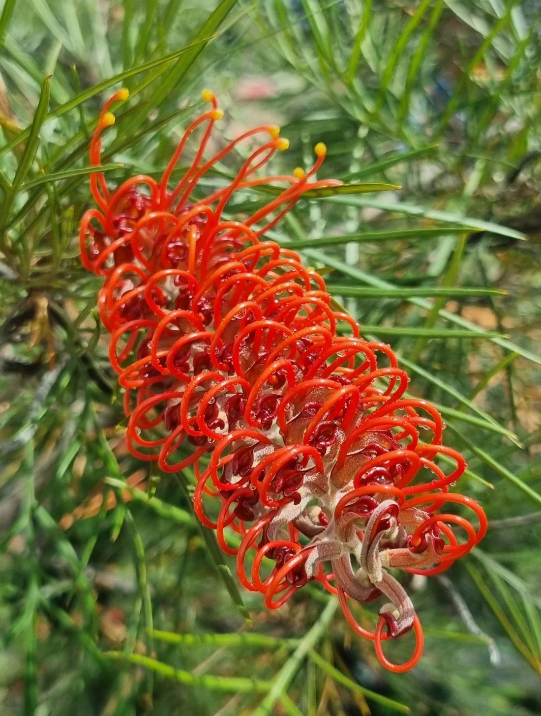 Grevillea Blood Orange - Ladybird Nursery