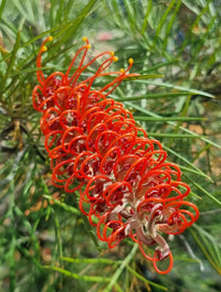 Grevillea Blood Orange (large) 200mm