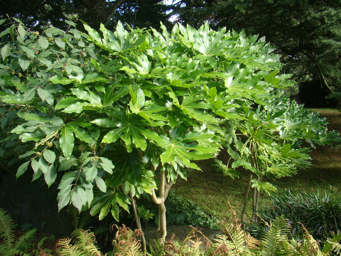 Japanese Aralia (Fatsia japonica)