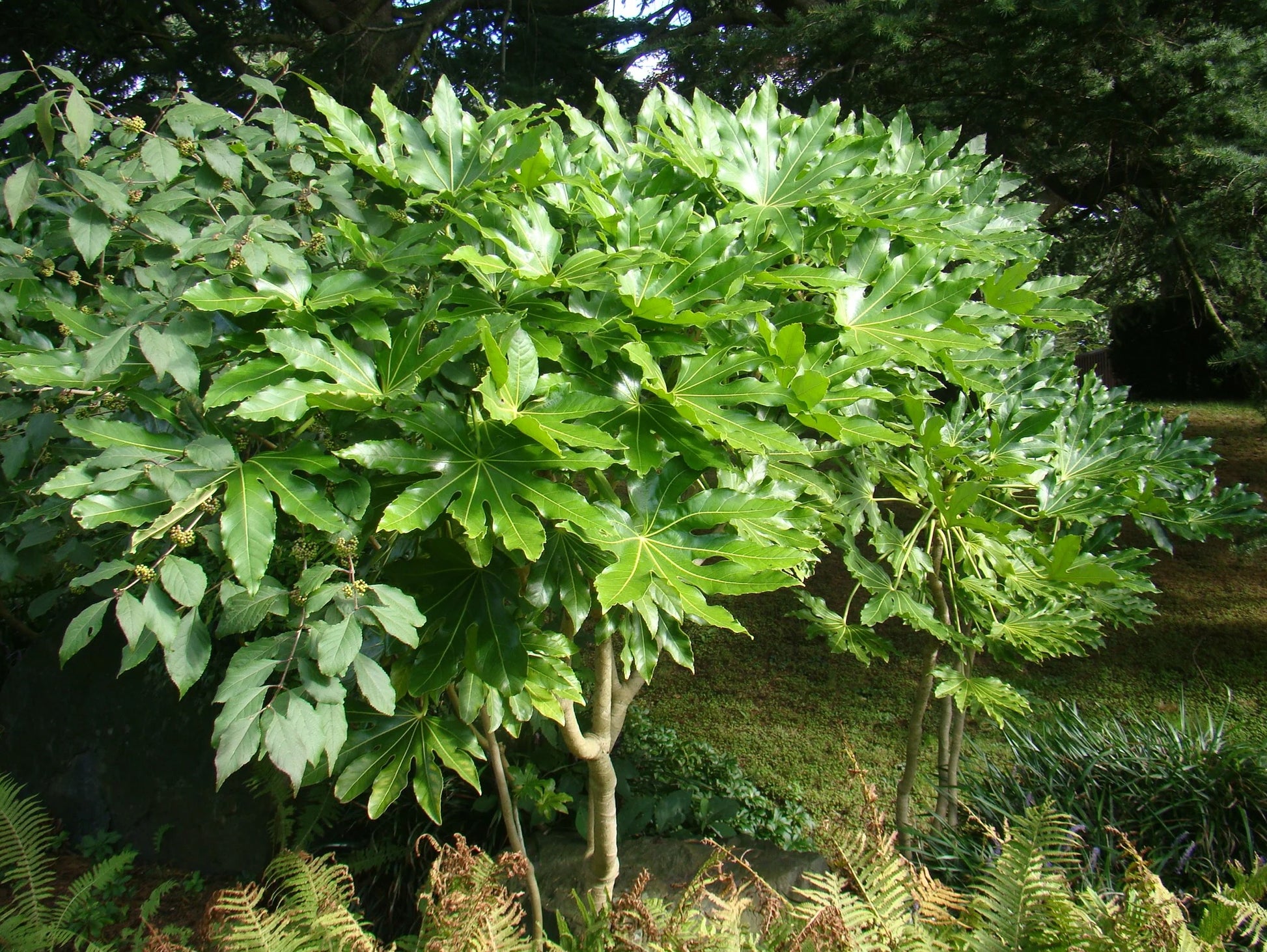 Japanese Aralia (Fatsia japonica)