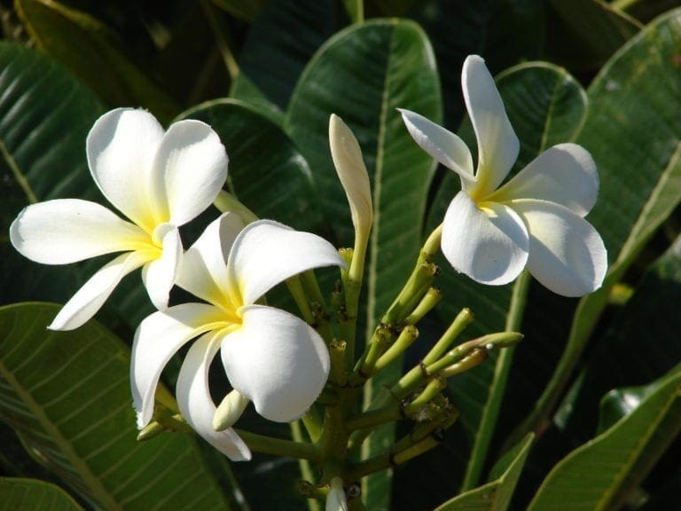 Frangipani acutifolia White (Plumeria rubra)