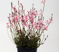 Gaura Little Janie (Gaura lindheimeri)