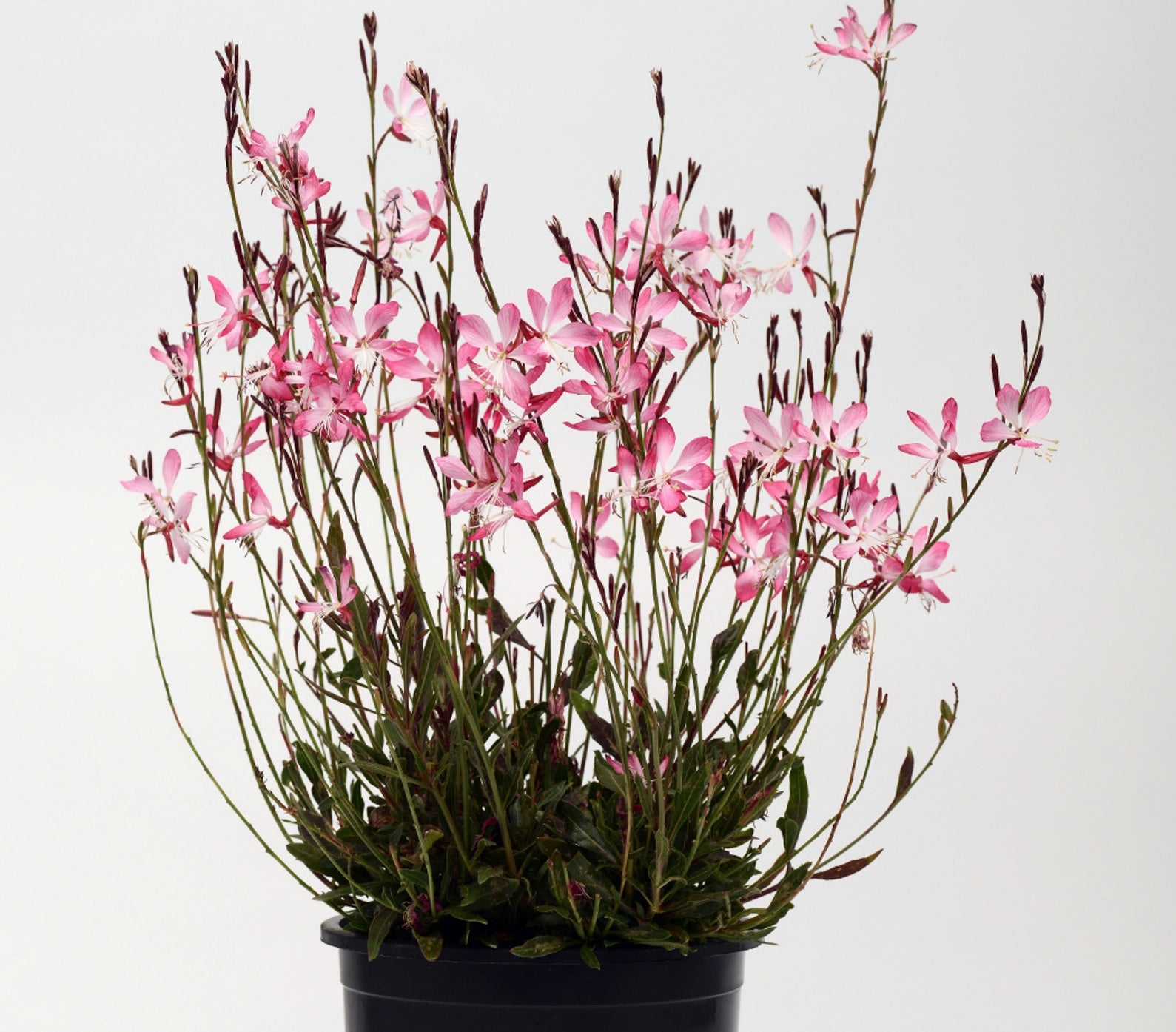 Gaura Little Janie (Gaura lindheimeri) - Ladybird Nursery