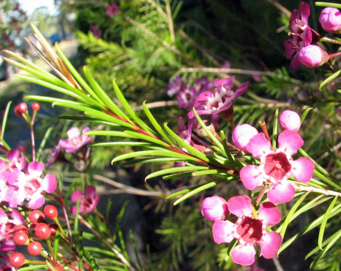 Geraldton Wax Early Pink (Chamelaucium)