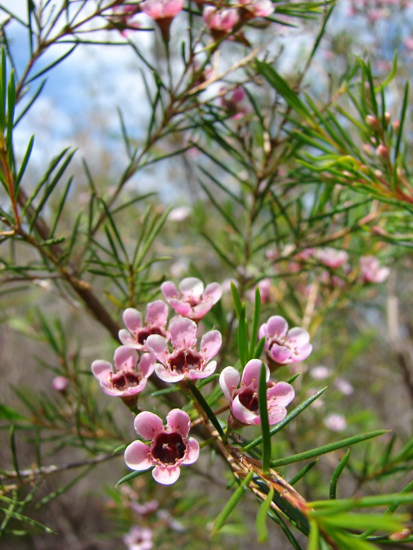 Geraldton Wax Raspberry Ripple (Chamelaucium)