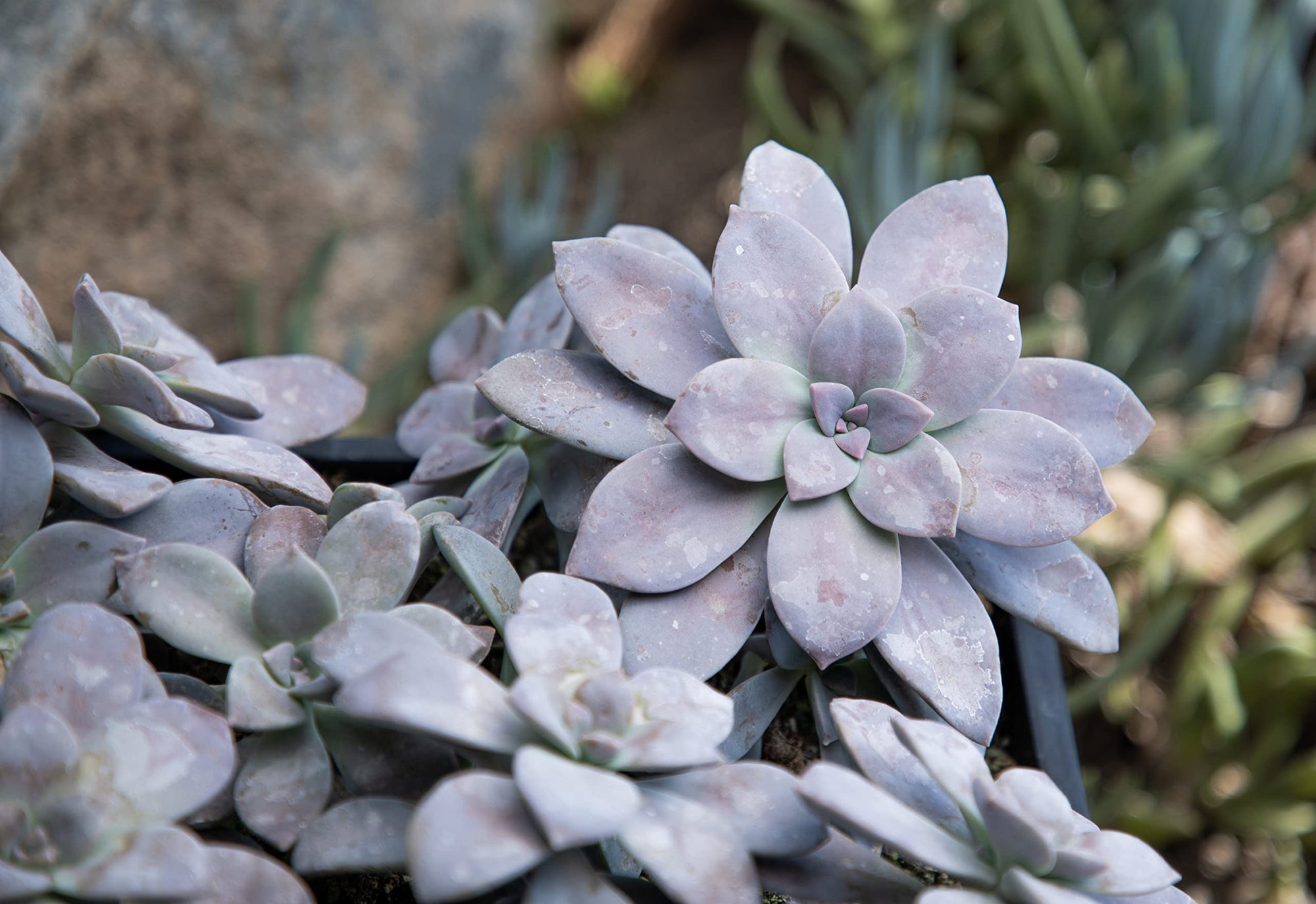 Ghost Plant (Graptopetalum pentandrum) - Ladybird Nursery
