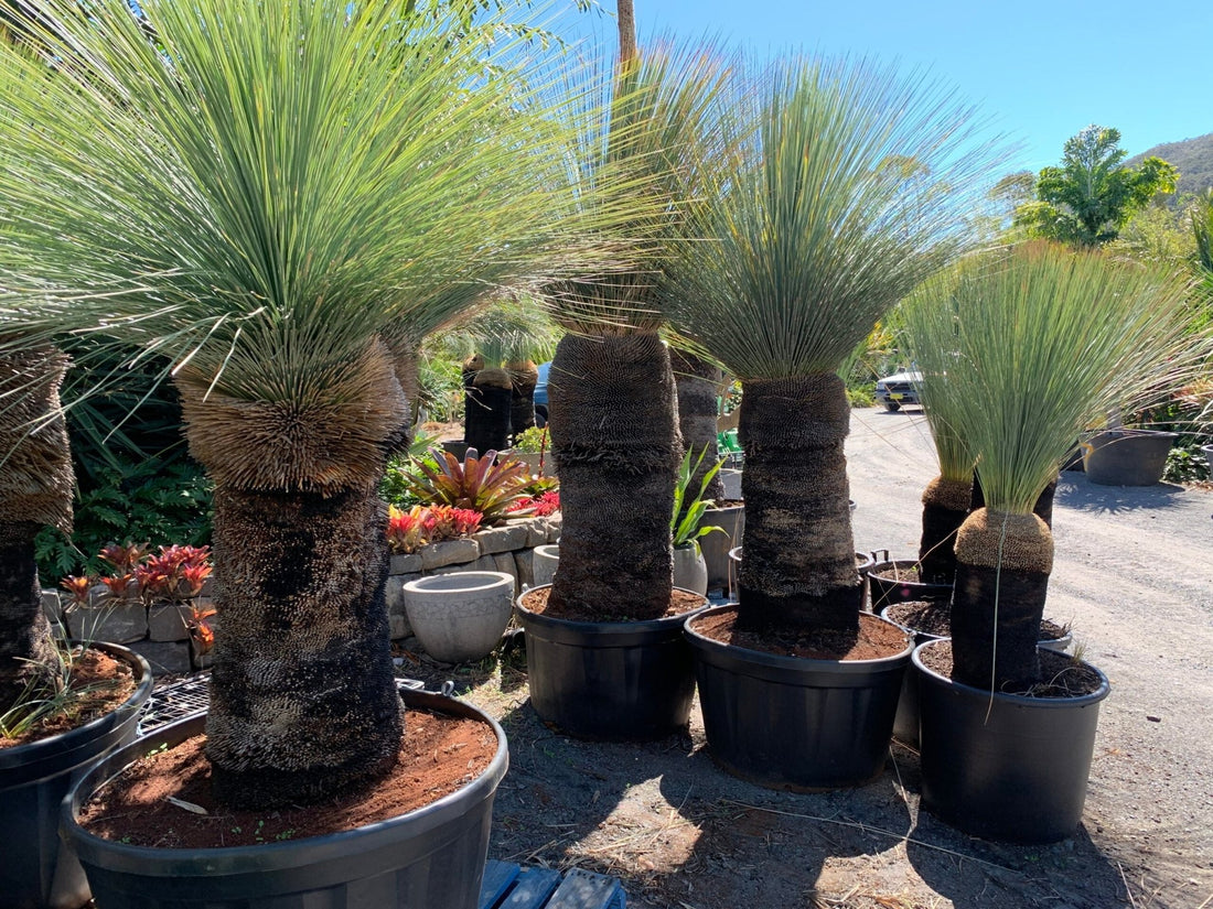 Grass Tree (Xanthorrhoea glauca) - Ladybird Nursery