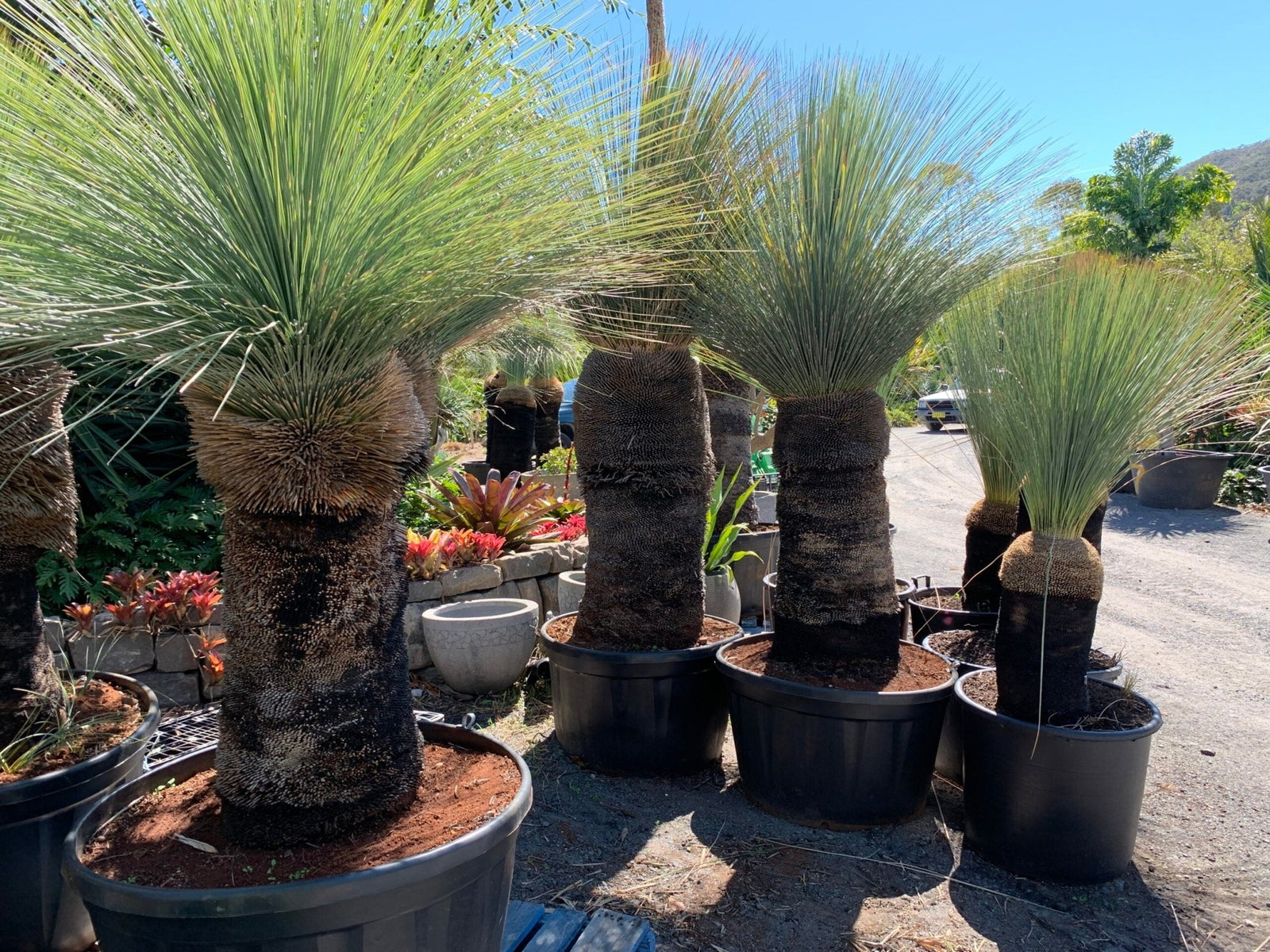 Grass Tree (Xanthorrhoea glauca) - Ladybird Nursery