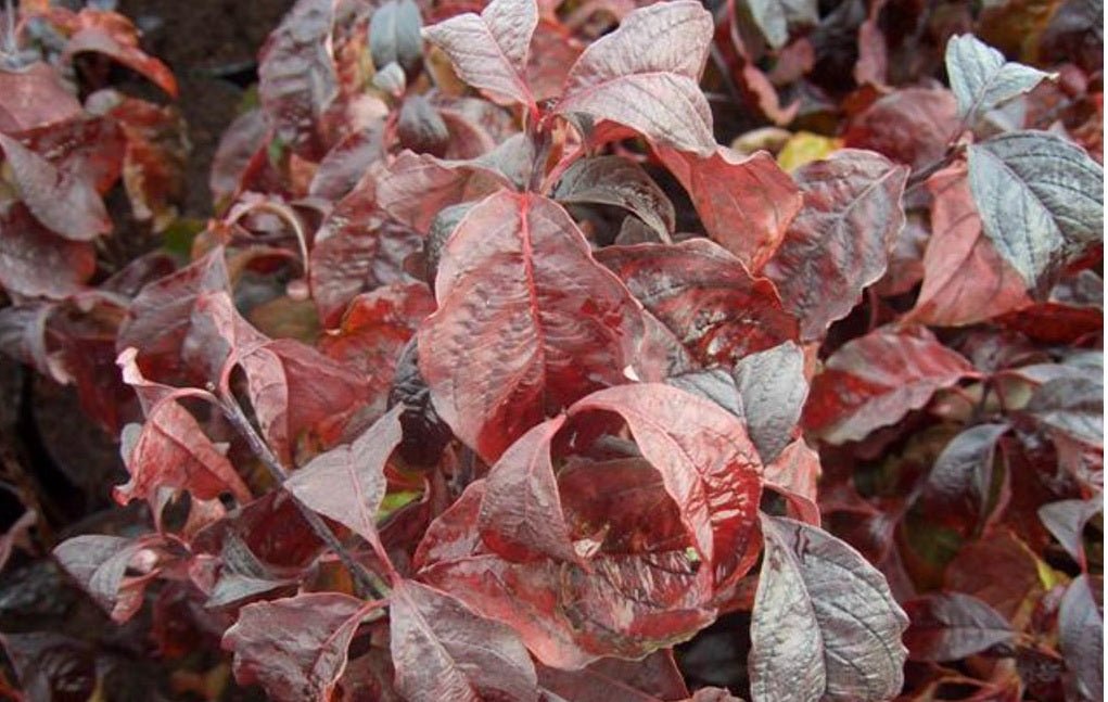 Flowering Dogwood Purple Glory (Cornus florida) - Ladybird Nursery