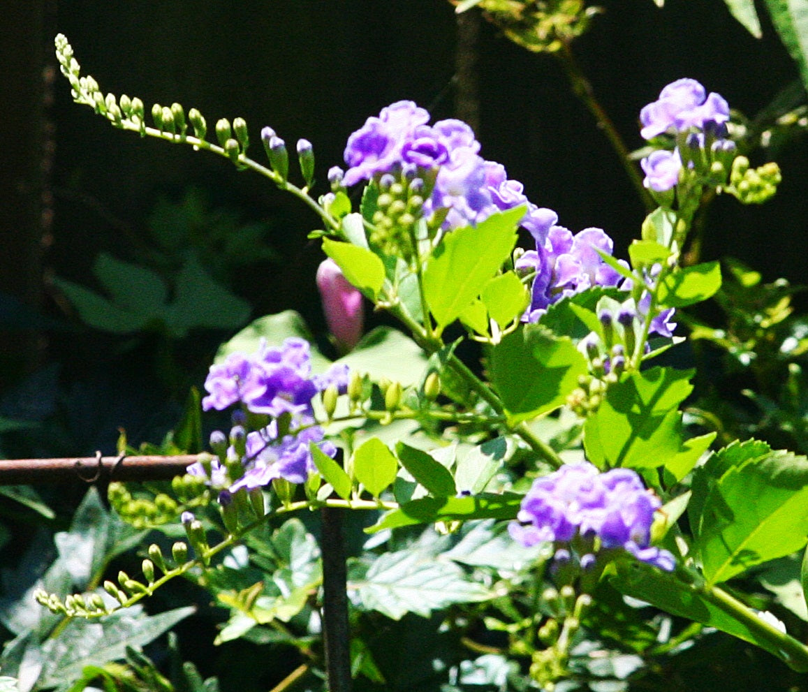 Golden Dewdrop China Girl (Duranta erecta)