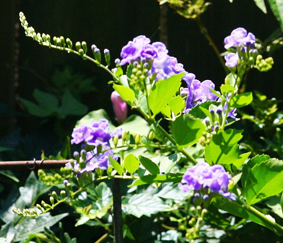 Golden Dewdrop China Girl (Duranta erecta) - Ladybird Nursery