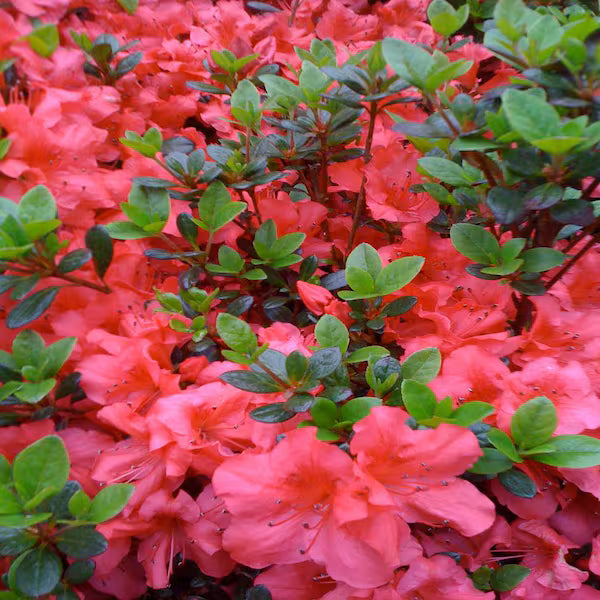Azalea Firefly
