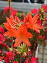 Azalea mollis Dr M Oosthoek
