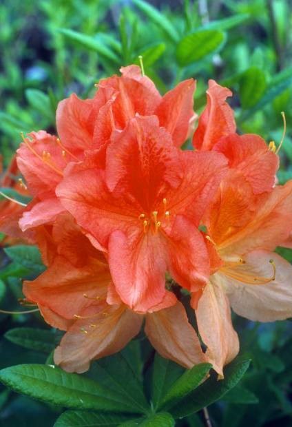 Azalea mollis Dr M Oosthoek