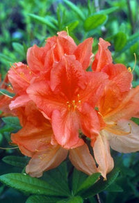 Azalea mollis Dr M Oosthoek