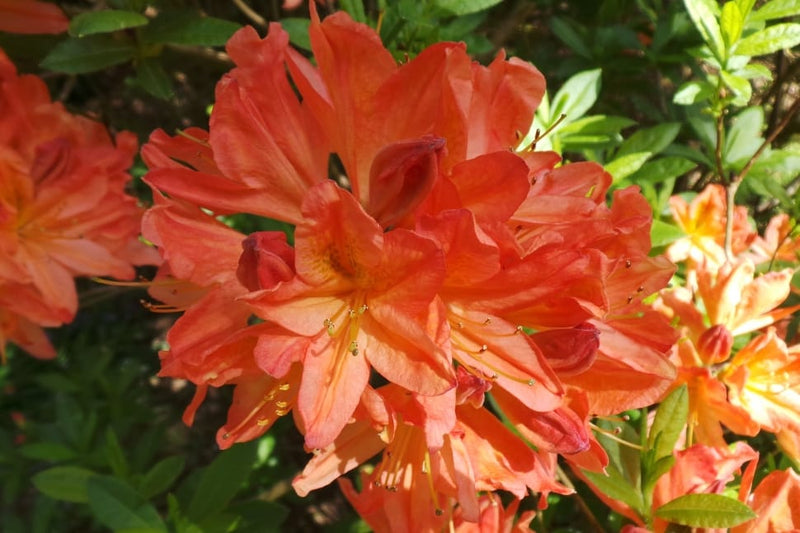 Azalea mollis Dr M Oosthoek