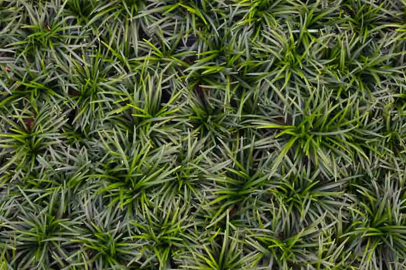 Dwarf Mondo Grass Nana (Ophiopogon japonicus)