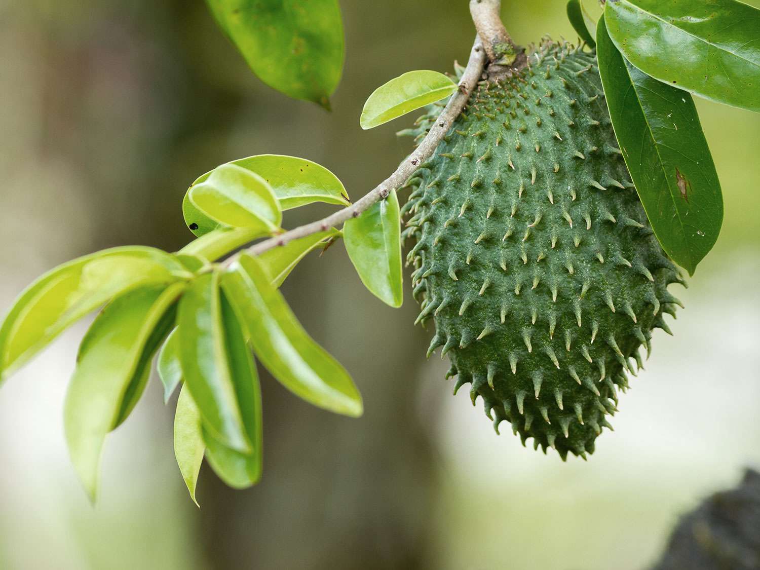Soursop Diny