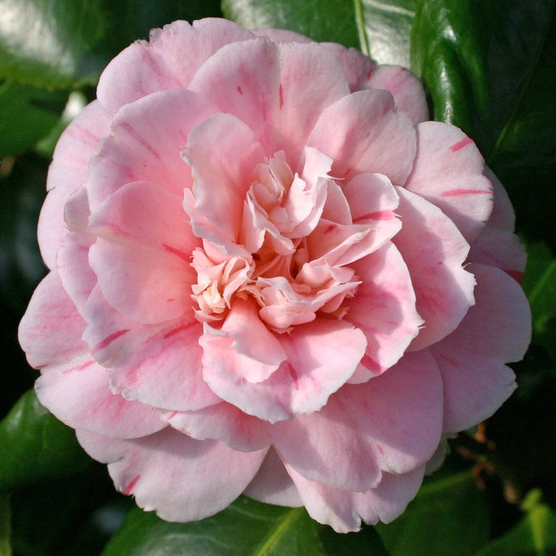 Camellia Lady Loch (Camellia japonica)