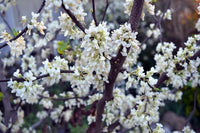 Eastern Redbud Alba (Cercis canadensis) - Ladybird Nursery