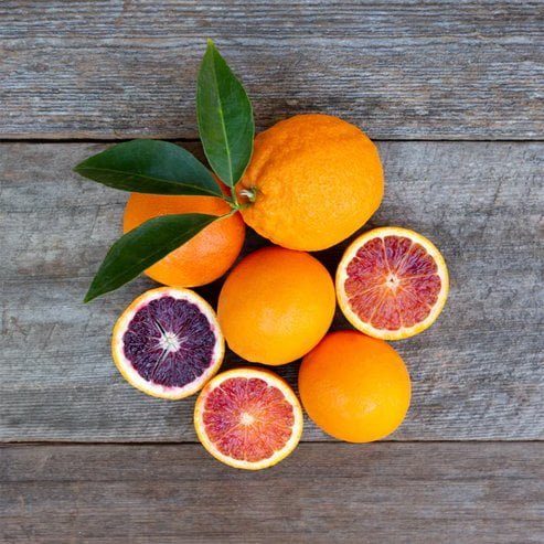 Orange Aussie Sunset Seedless (QLD Only) - Ladybird Nursery