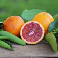 Orange Aussie Sunset Seedless (QLD Only)