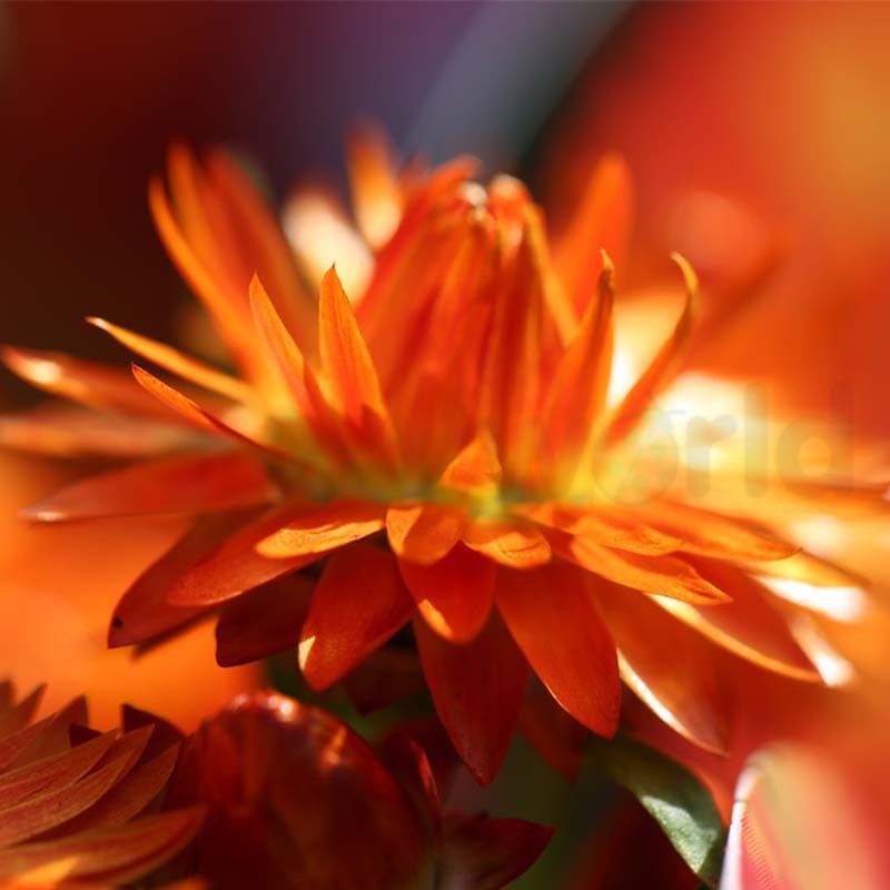 Paper Daisy Mohave Orange (Bracteantha)