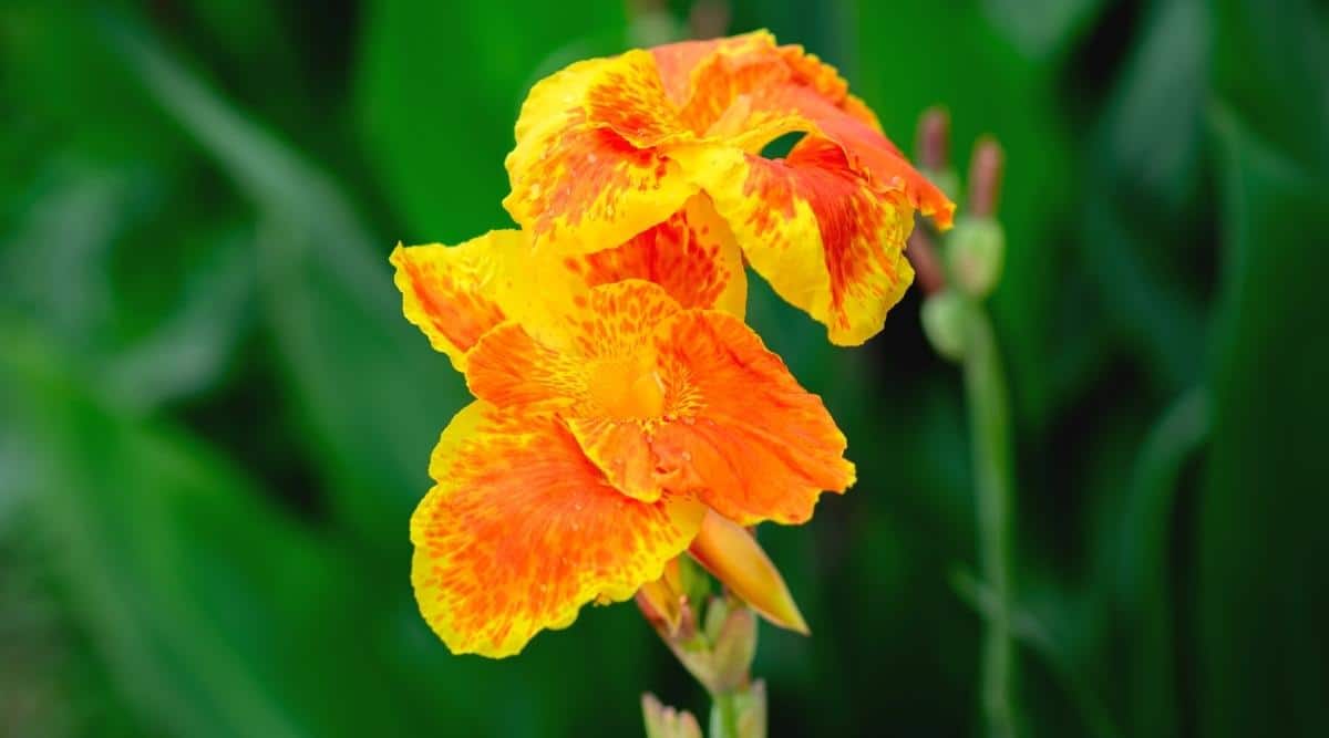 Canna South Pacific Bronze Orange (Canna)