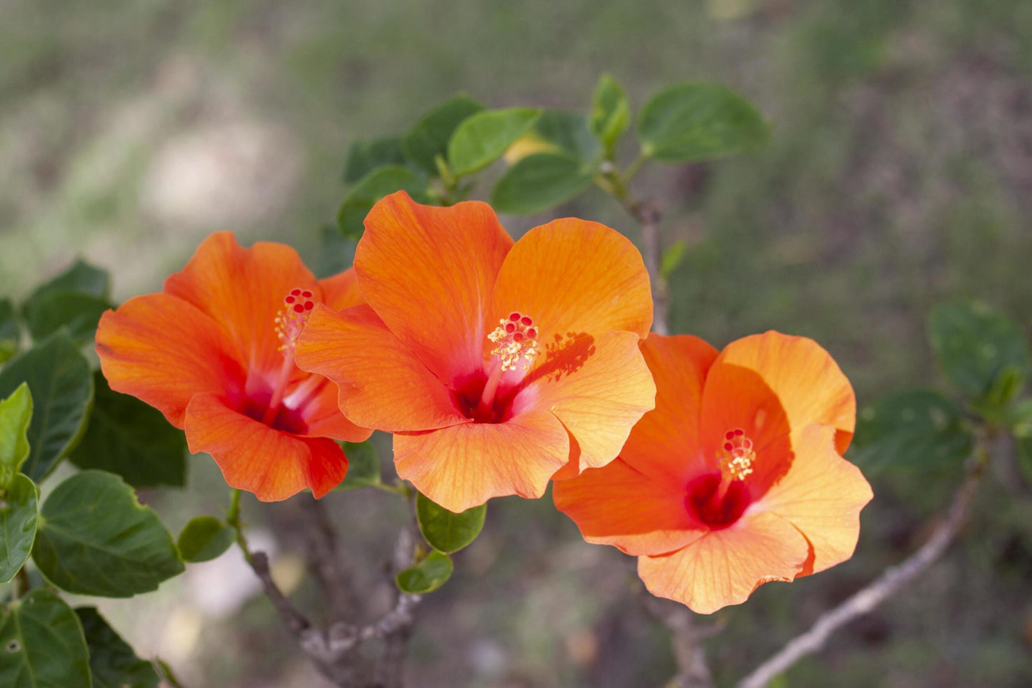 Chinese Hibiscus Fantasy Orange Sunburst (Hibiscus rosa-sinensis)
