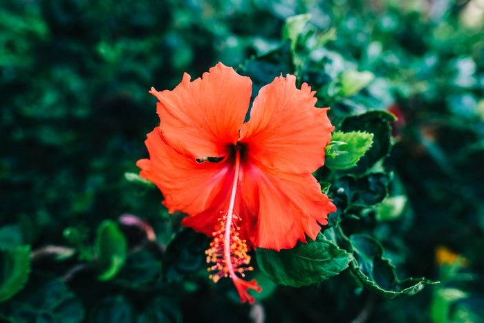 Hibiscus Aloha - Ladybird Nursery