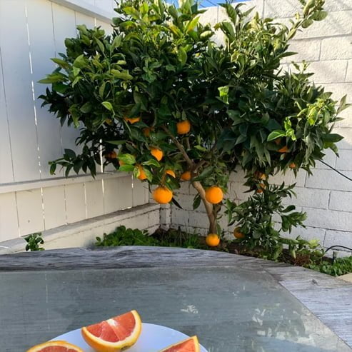 Orange Joppa Sweet Fruit Tree – Buy Now! – Ladybird Nursery