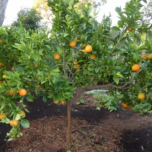 Orange Lanes Late Navel (QLD Only) - Ladybird Nursery