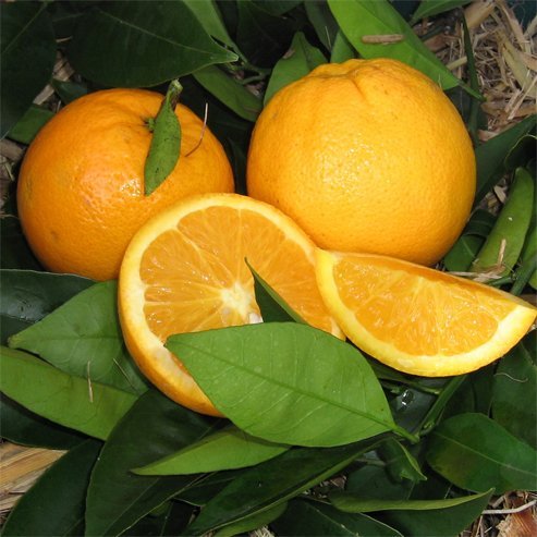 Orange Lanes Late Navel (QLD Only) - Ladybird Nursery