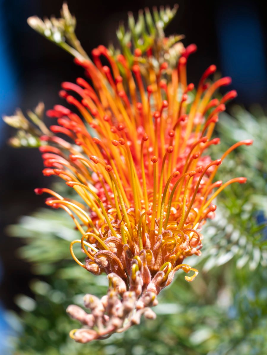 Grevillea Orange Wow - Ladybird Nursery