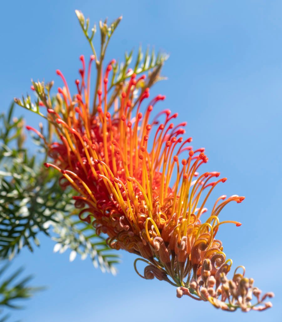 Grevillea Orange Wow - Ladybird Nursery