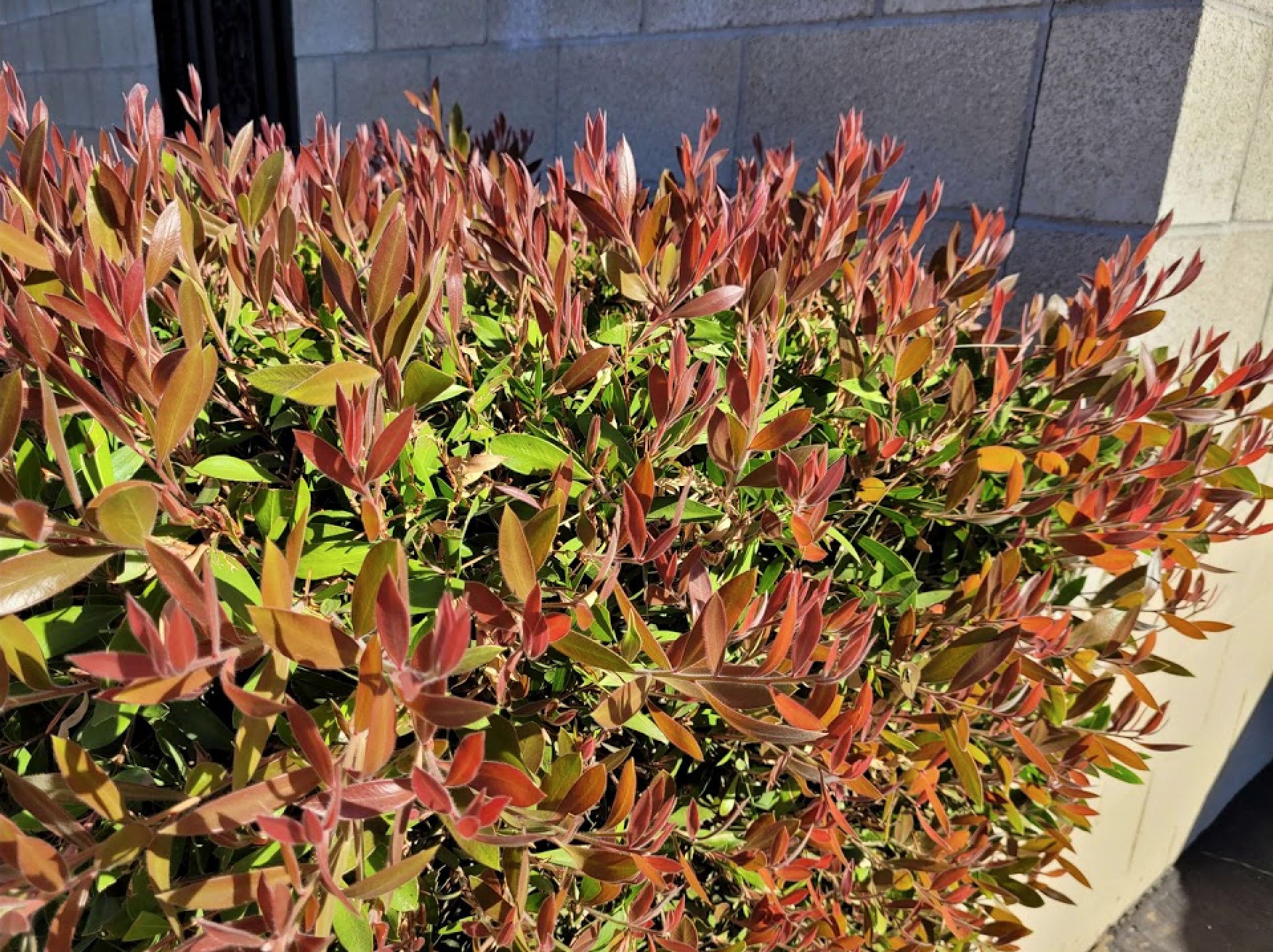 Lilly Pilly Orange Crush (Acmena smithii)