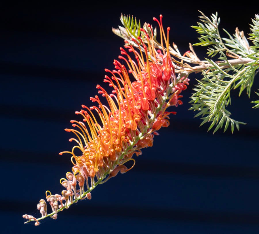 Grevillea Orange Wow