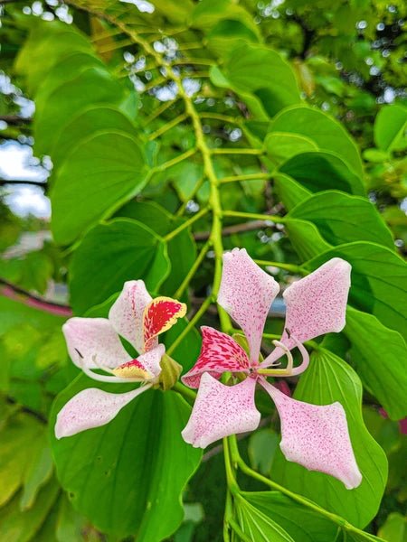 Pink Orchid Tree (Bauhinia monandra) - Ladybird Nursery