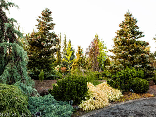 Conifer Assorted (Conifer spp.)