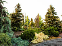 Conifer Assorted (Conifer spp.)