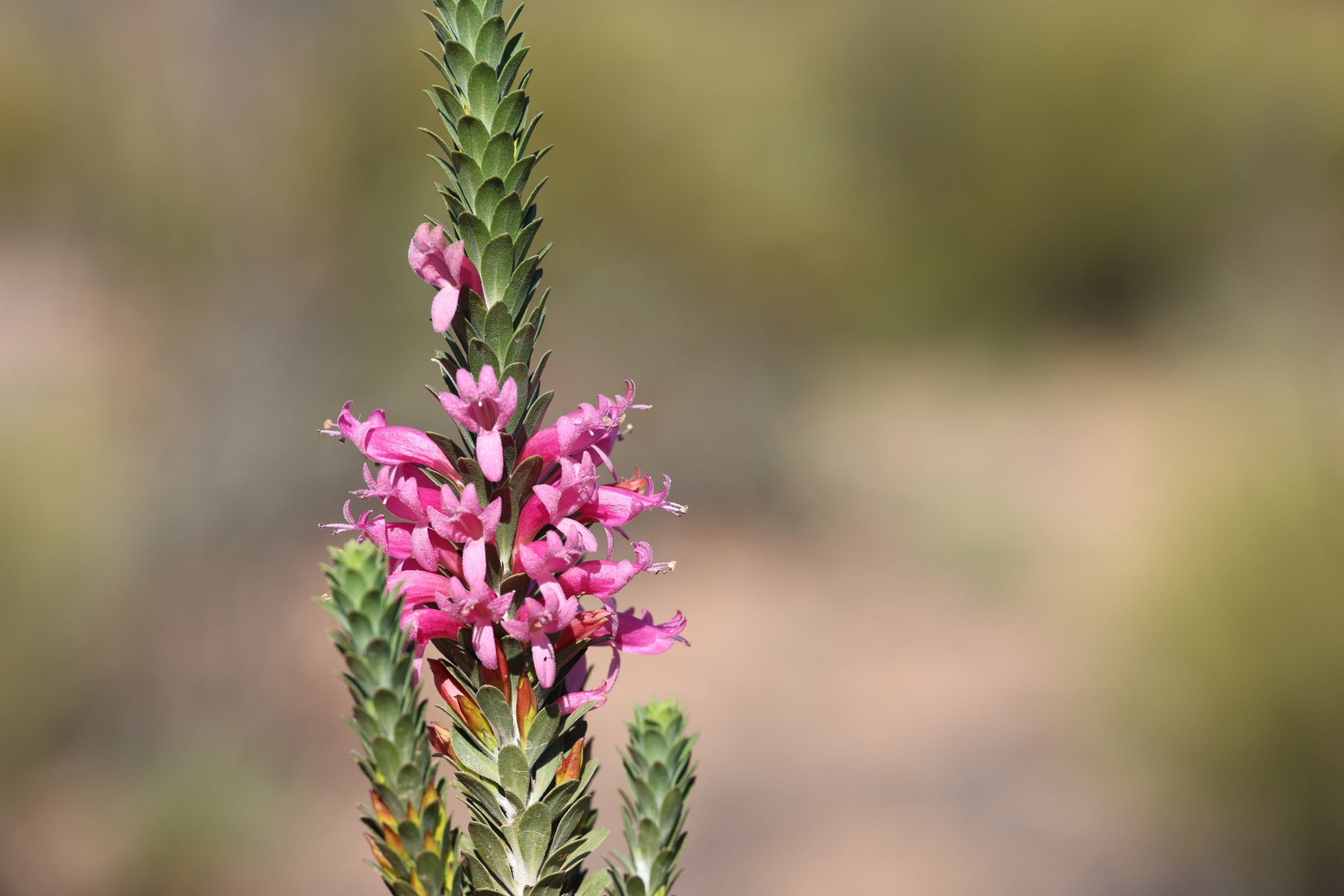 Spiked Emu Bush (Eremophila calorhabdos) - Ladybird Nursery