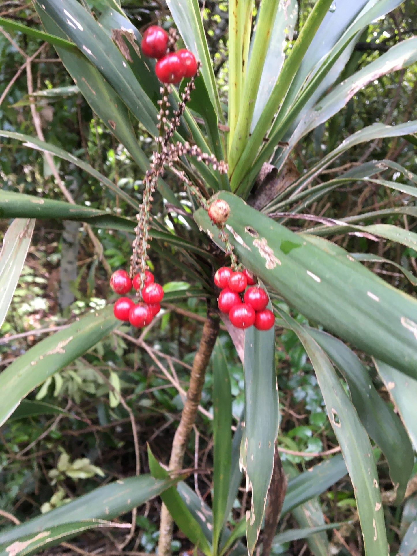 Australian Native Palm Lily (Cordyline rubra)