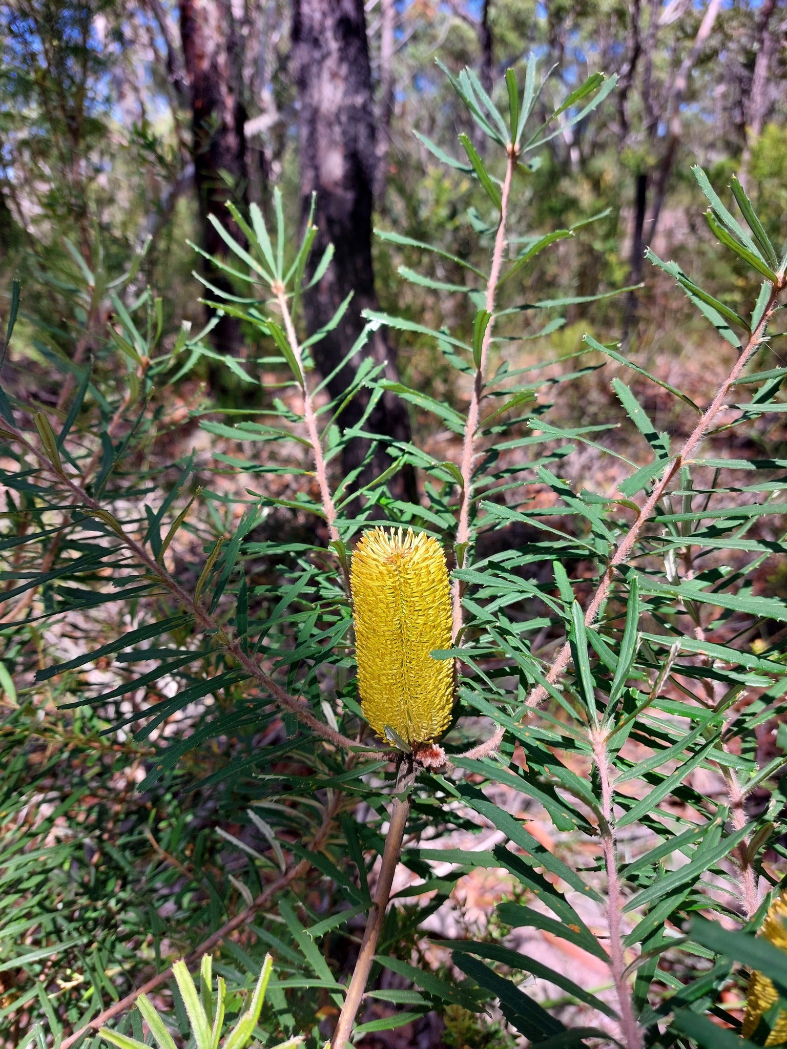 Silver Banksia (Banksia marginata) - Ladybird Nursery
